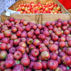 Apple Bins