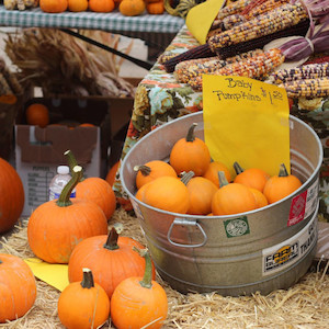 Baby Pumpkins