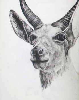 Drawing of deer