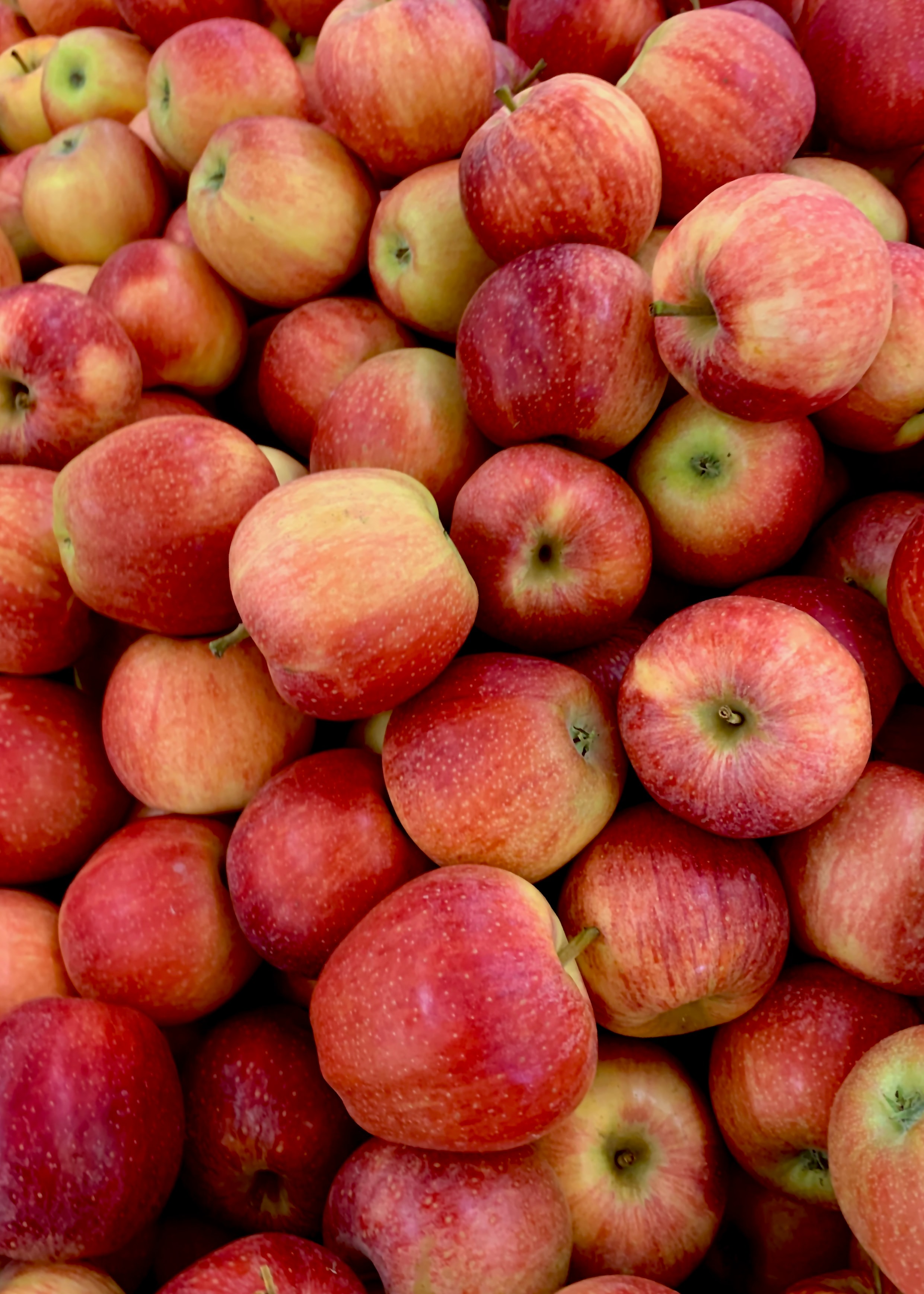 A  close-up picture of a pile of apples