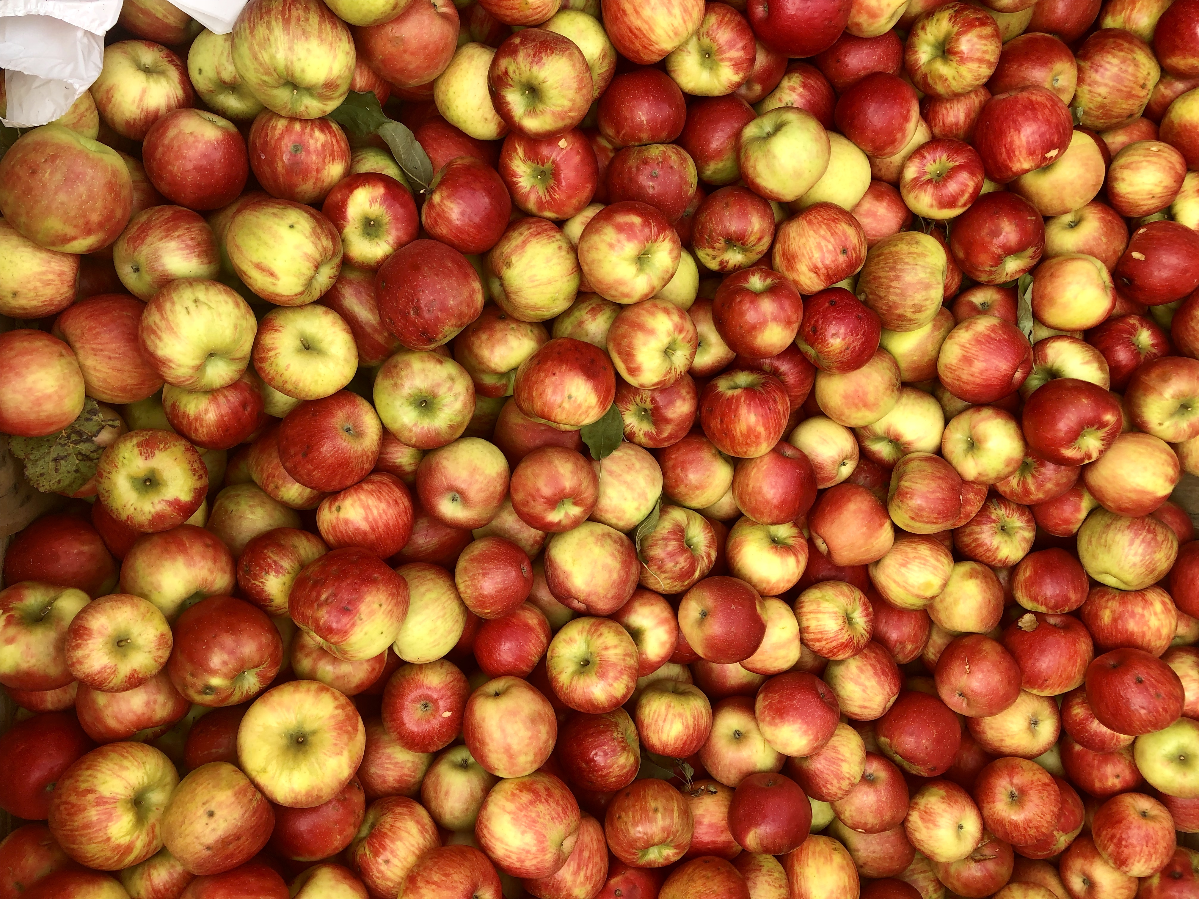 A picture of a pile of apples from far