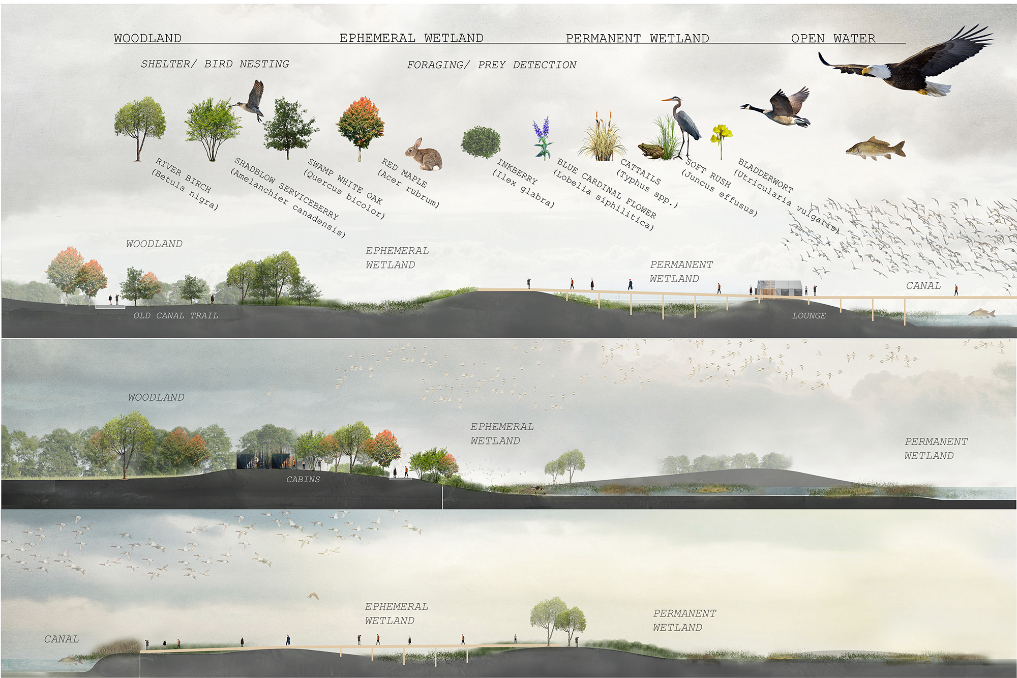 Montezuma wetlands restoration plan 2